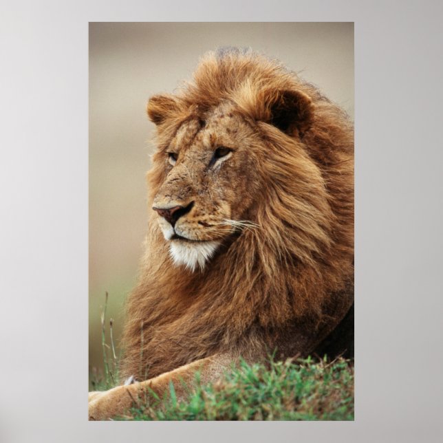 Close-up of male Lion Poster (Front)