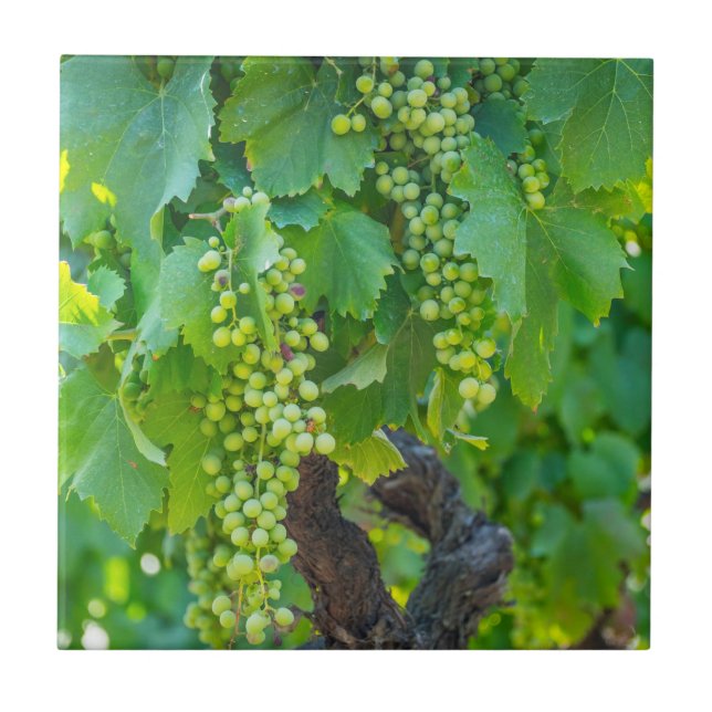 Close Up Of Maturing Grapes Ceramic Tile (Front)
