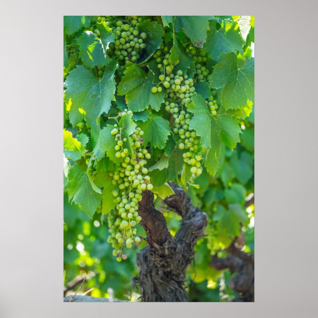 Close Up Of Maturing Grapes Poster (Front)
