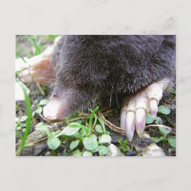Close-Up of Mole Face and Claws Postcard (Front)