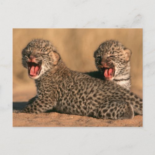 Close_Up Of New Born Leopard Panthera Pardus Postcard