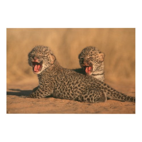 Close_Up Of New Born Leopard Panthera Pardus Wood Wall Decor