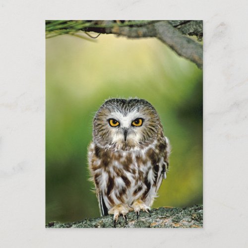 Close_up of northern saw_whet owl postcard