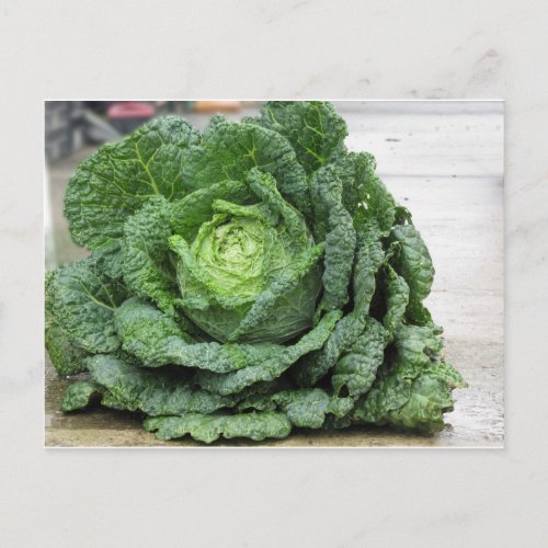 Close up of organic Savoy cabbage just hand picked Postcard
