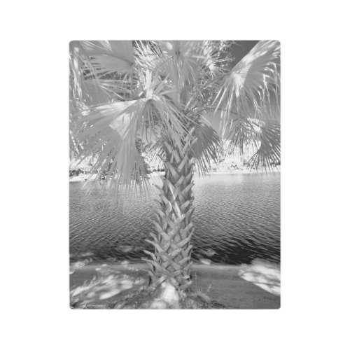 Close up of palm tree near the waters edge metal print