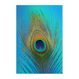 Close up of peacock feather acrylic print