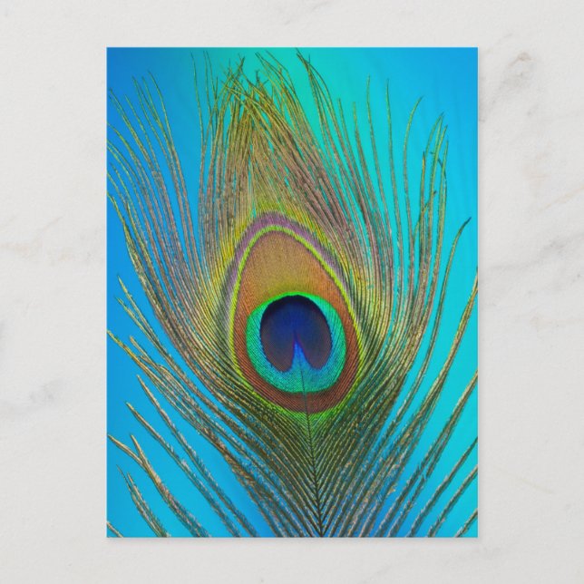Close up of peacock feather postcard (Front)