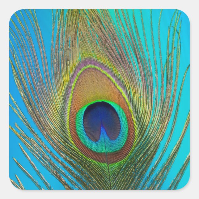 Close up of peacock feather square sticker (Front)