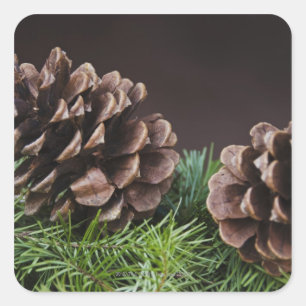 Close-up of pine cone square sticker