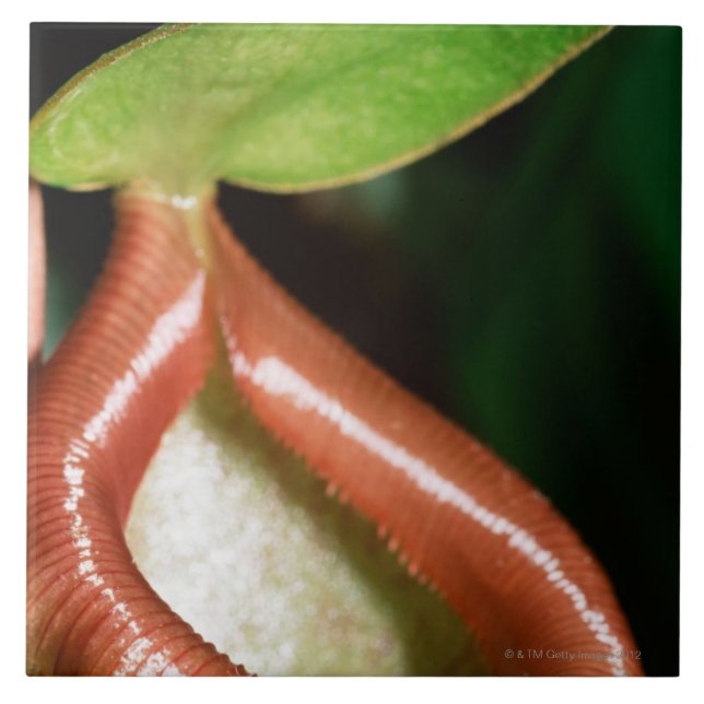 Close-up of pitcher plant ceramic tile (Front)