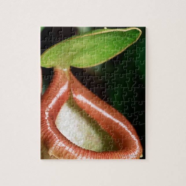 Close-up of pitcher plant jigsaw puzzle (Vertical)