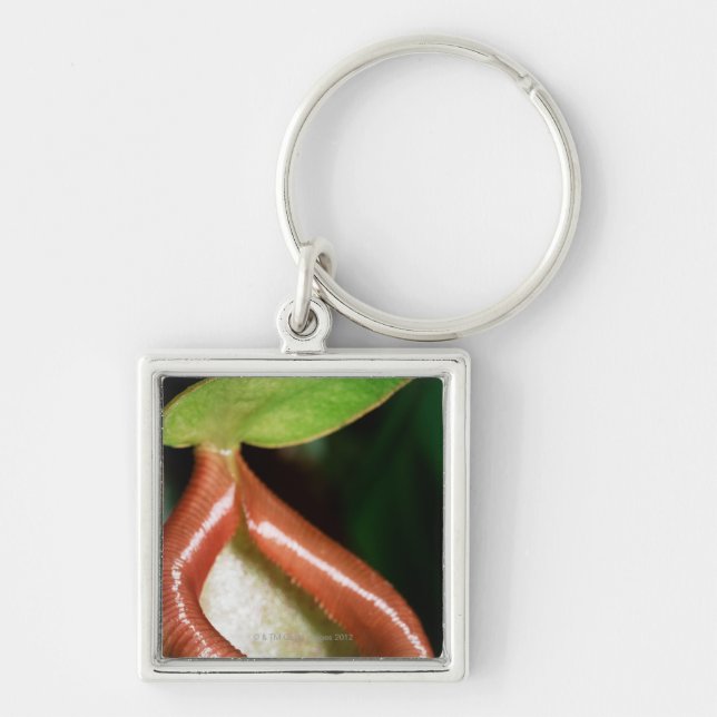 Close-up of pitcher plant keychain (Front)