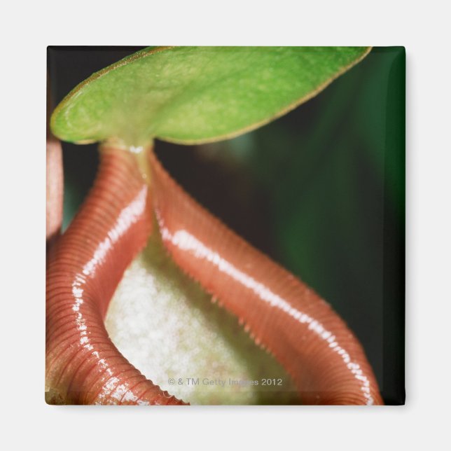 Close-up of pitcher plant magnet (Front)