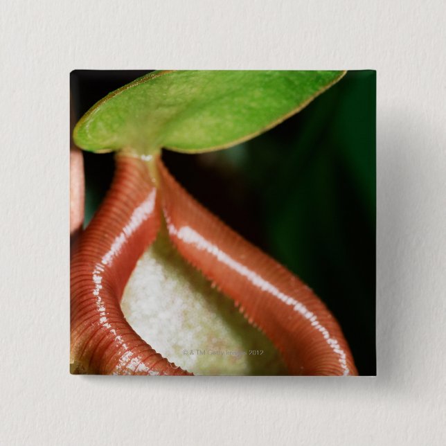 Close-up of pitcher plant pinback button (Front)