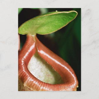 Close-up of pitcher plant postcard