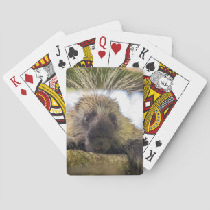 Close-up of porcupine in a tree poker cards