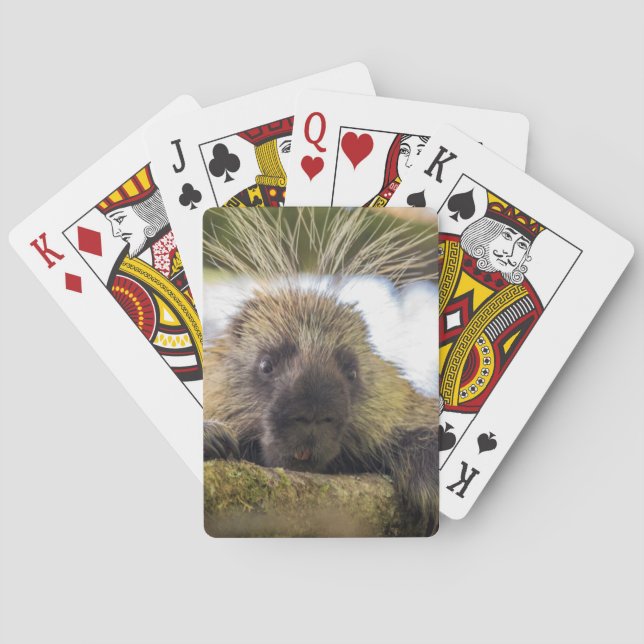 Close-up of porcupine in a tree poker cards (Back)