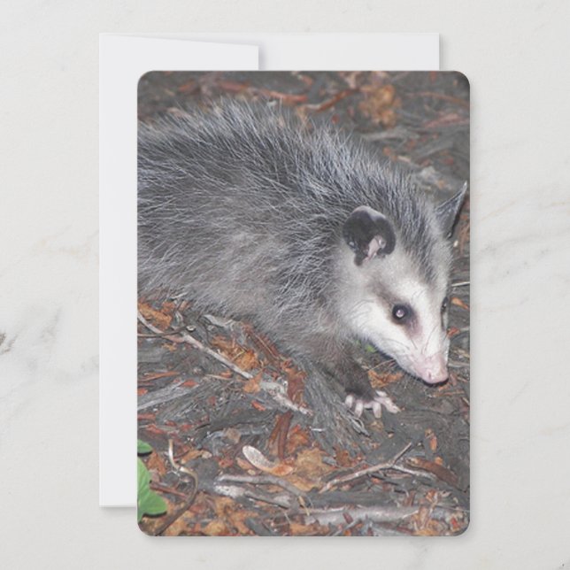Close Up Of Pretty Possum Invitation (Front)