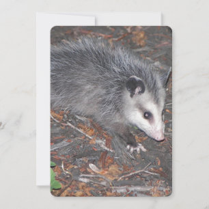 Close Up Of Pretty Possum Invitation