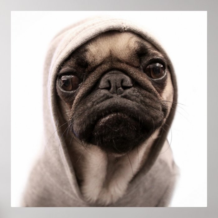 Close up of pug wearing hoodie. posters