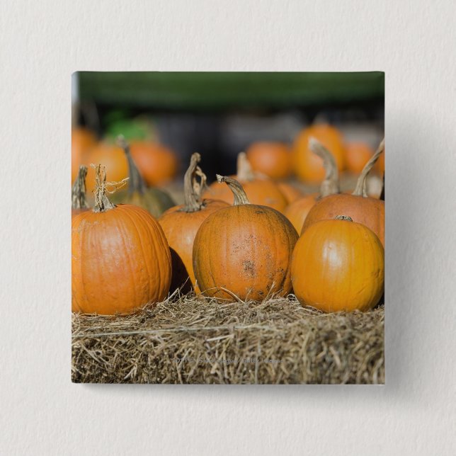 Close-up of pumpkins button (Front)