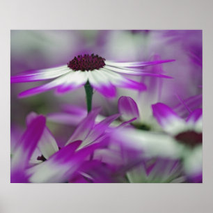 Close-up of purple flower, Keukenhof Garden, Poster