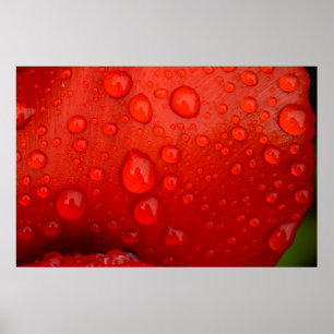 Close-up of raindrops on tulip petal poster