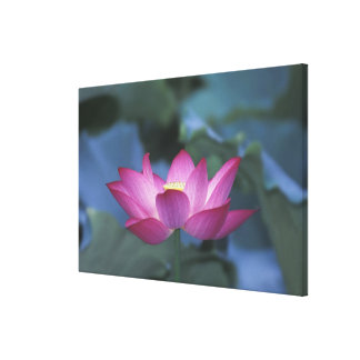 Lotus Wrapped Canvas Prints | Zazzle