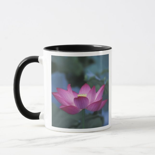 Close-up of red lotus flower and green leaves, mug (Left)
