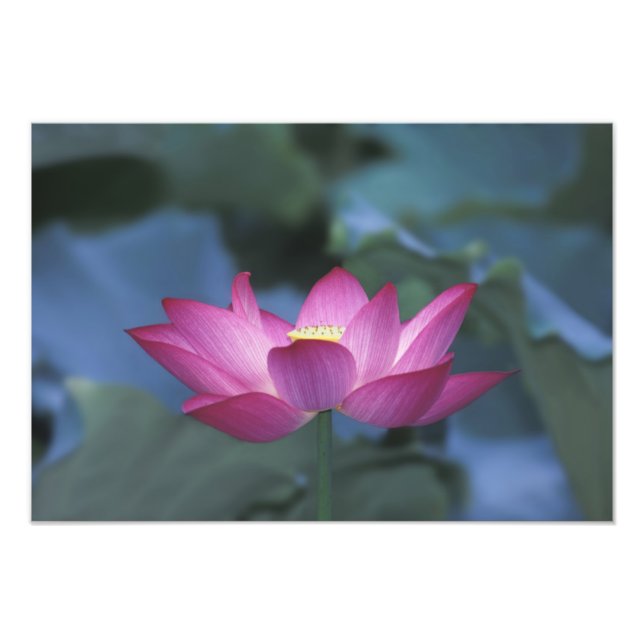 Close-up of red lotus flower and green leaves, photo print (Front)