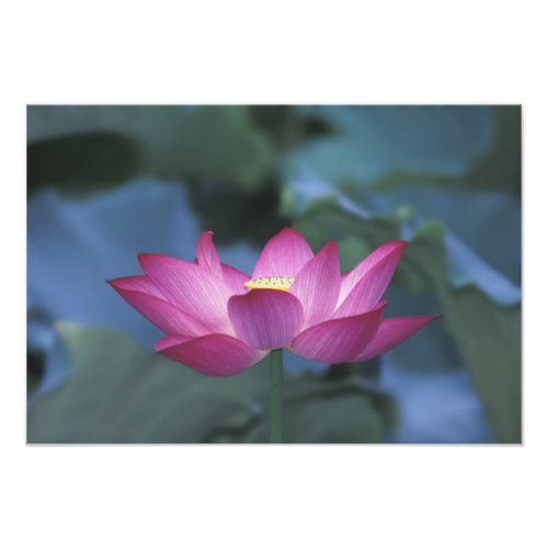 Close_up of red lotus flower and green leaves photo print