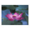 Close-up of red lotus flower and green leaves,