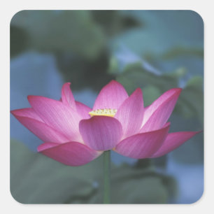 Close-up of red lotus flower and green leaves, square sticker
