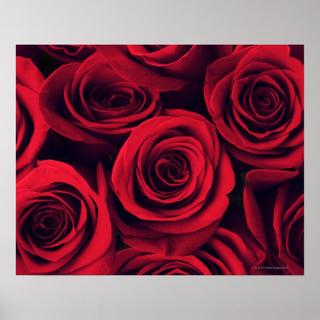 Close up of red rose flowers. poster (Front)