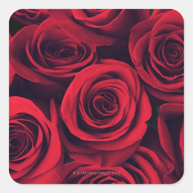 Close up of red rose flowers. square sticker (Front)