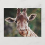 Close up of Reticulated Giraffe Postcard