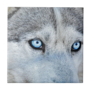 Close up of Siberian Husky with Blue Eyes Ceramic Tile