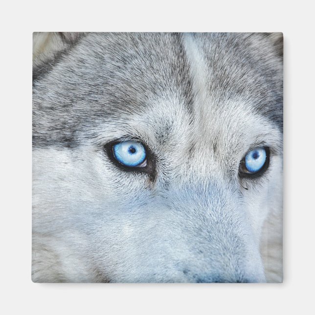 Close up of Siberian Husky with Blue Eyes Magnet (Front)