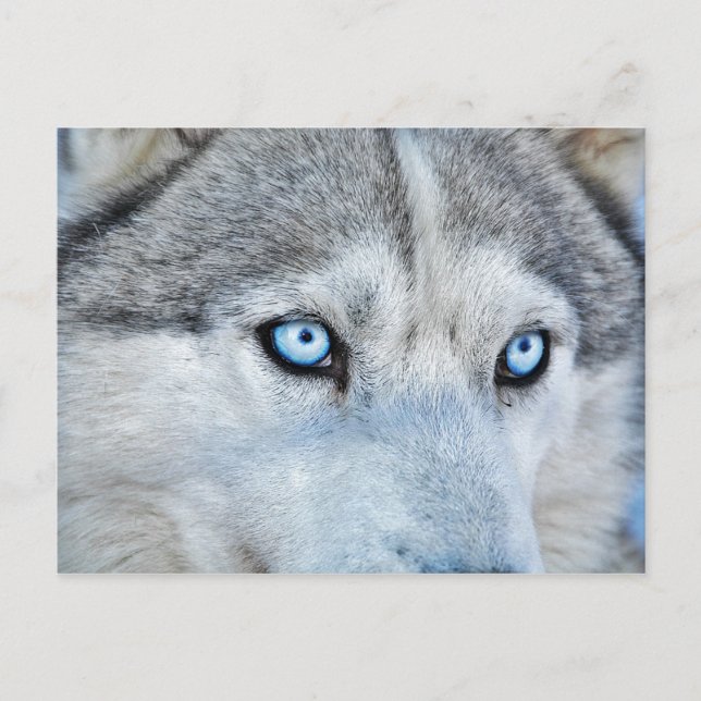 Close up of Siberian Husky with Blue Eyes Postcard (Front)