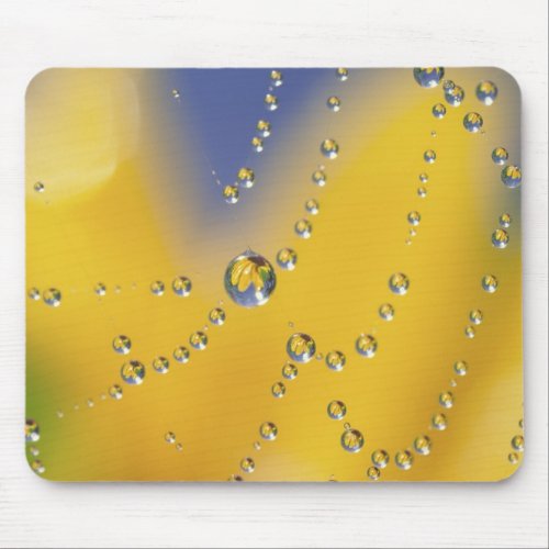 Close_up of spider web with dew drops mouse pad