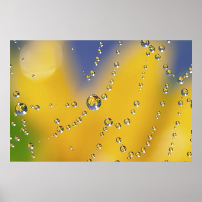 Close-up of spider web with dew drops poster (Front)