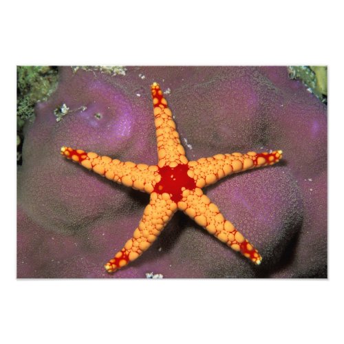 Close up of starfish or fromia monilis photo print