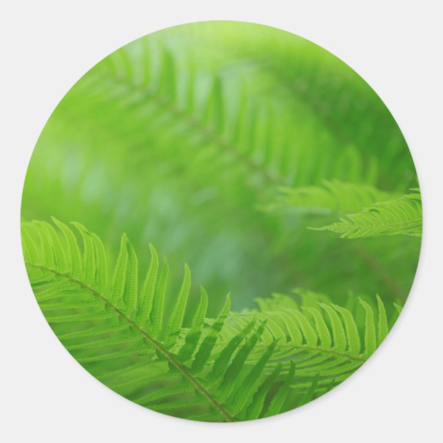 Close-up of sword fern classic round sticker (Front)