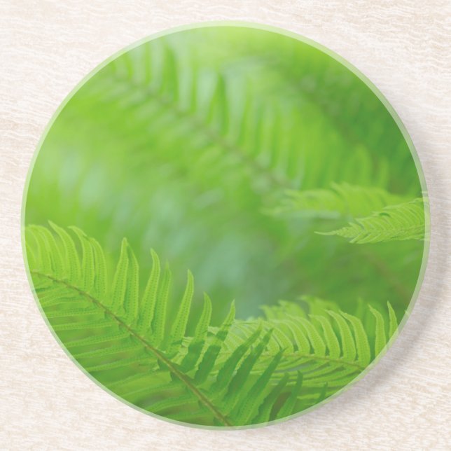 Close-up of sword fern coaster (Front)