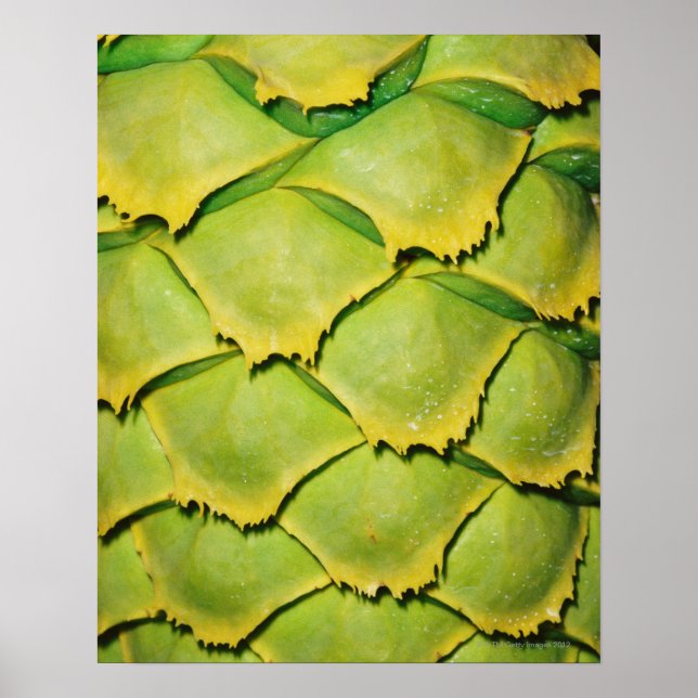 Close-up of texture and pattern of tropical tree poster (Front)