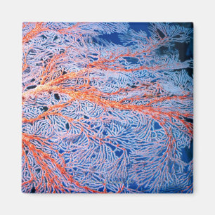 Close up of the coral, Okinawa, Japan Magnet