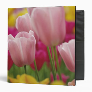 Close-up of tulip flower, Kuekenhof Gardens, Binder