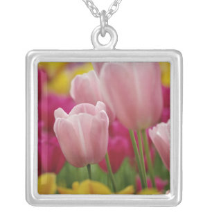 Close-up of tulip flower, Kuekenhof Gardens, Silver Plated Necklace