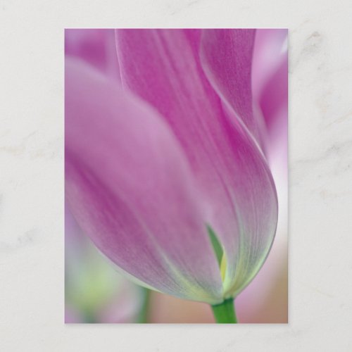 Close_up of underside of tulip flower 2 postcard