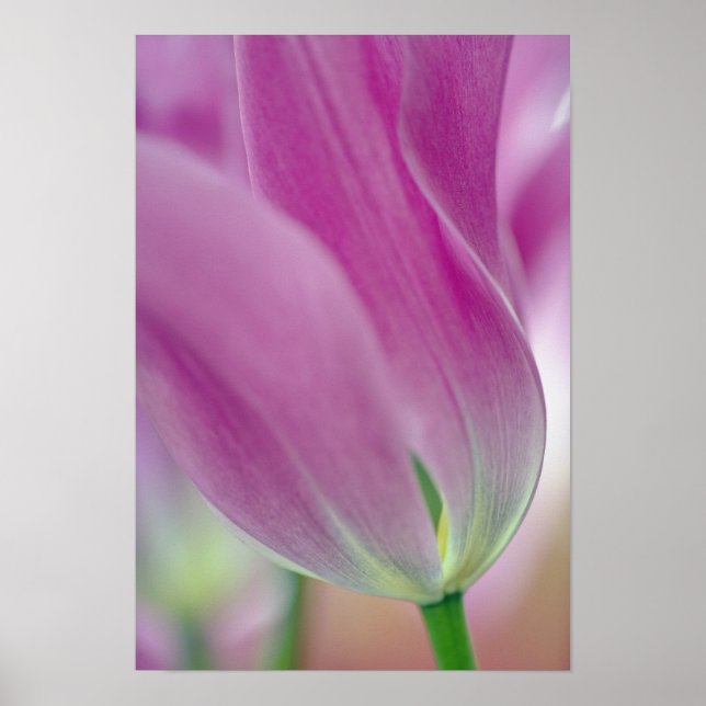 Close-up of underside of tulip flower, 2 poster (Front)